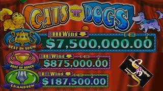 FULL SCREEN BIG JACKPOT WIN | Cats n Dogs - High Limit Slot Play Jackpot!