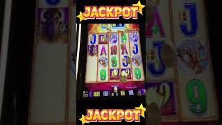 $18 BET JACKPOT! BUFFALO GOLD HIGH LIMIT SLOT MACHINE