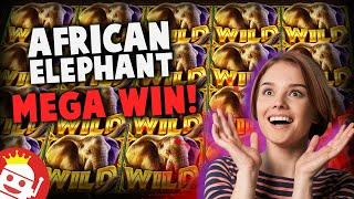 AFRICAN ELEPHANT (PRAGMATIC)  SUPER BIG WIN!