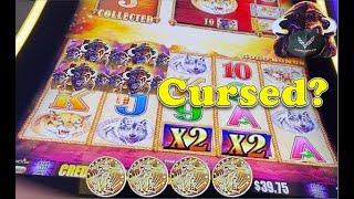 Buffalo Gold | 4 Coin Bonus - Don't Be Cursed