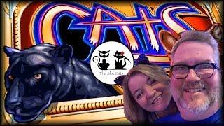 Cats  Mighty Cash Dragon Flies Tiger Roars