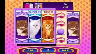 OMG! KITTENS online slot from WMS promotional video