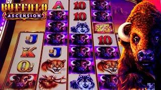 STAMPEDE!! With a MULTIPLIER 3x 5x Free Spins! BUFFALO ASCENSION