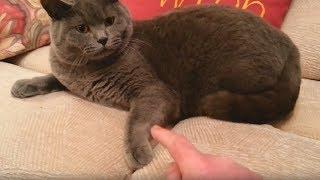 Barney The British Shorthair Cat - DONT TOUCH MY PAW!!