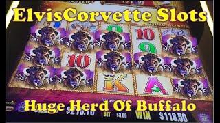 Buffalo Gold | Awesome Win | Up, Down, Up | You Know Buffalo Gold