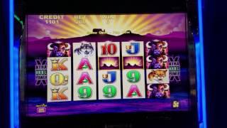 $100 Live Play at Buffalo Slot Machine