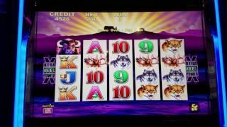 $500 Live Play at Buffalo Slot Machine