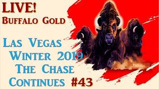 The Quest for 15 - Buffalo Gold #43 - LIVE