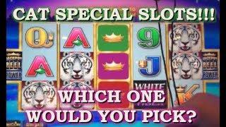 ️BIG KITTY WINS!!!️ Cat Slot Machine Collection