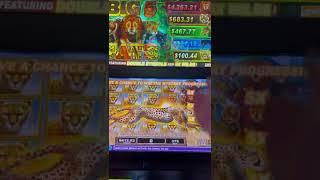 WHAT THE H***  Dejvu JACKPOTS  Big 5 Cats #shorts