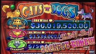 Cats and Dogs High Limit Slot Play Jackpots