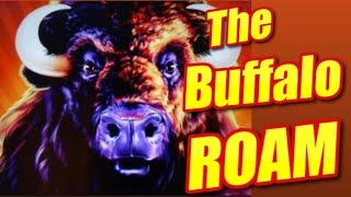 All the BUFFALO!  Which One is the Best Buffalo Slot Machine? | Casino Countess