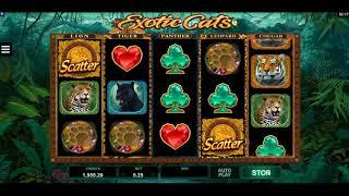 Exotic Cats