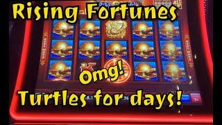 RISING FORTUNES - TURTLES  for Days !!